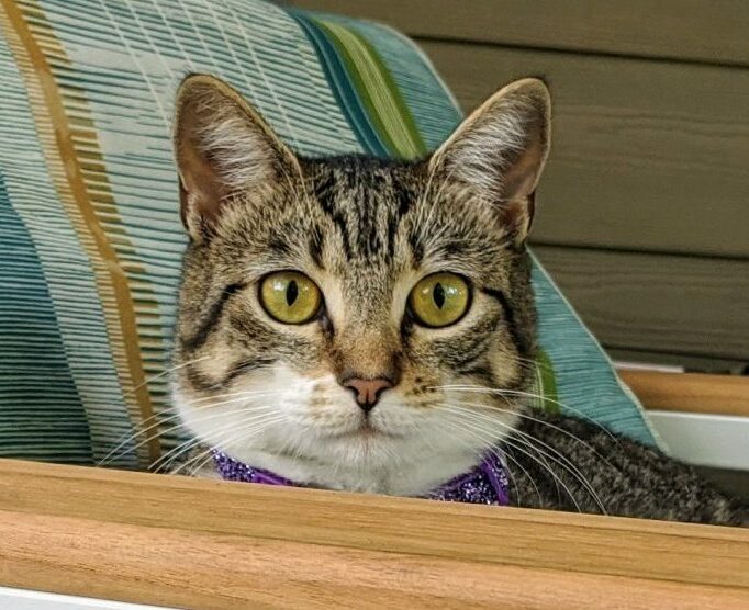 Did Adopting Cats Improve My Writing?