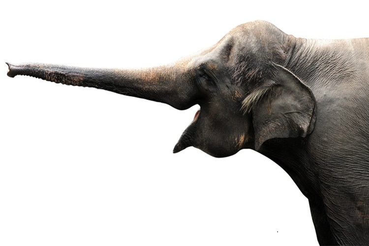 Naming an Elephant